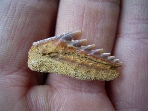Hexanchus gigas