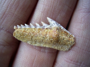 Hexanchus gigas