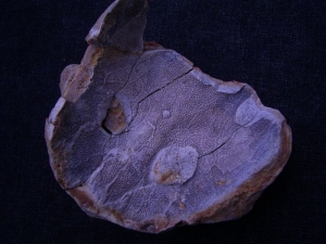 Amphibienschädel aus der Trias