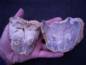 Amphibienschädel aus der Trias