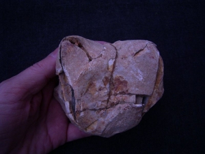 Amphibienschädel aus der Trias