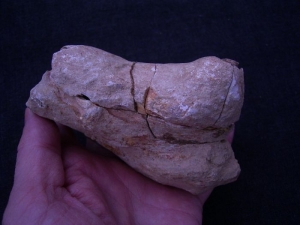 Amphibienschädel aus der Trias