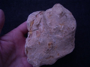 Amphibienschädel aus der Trias