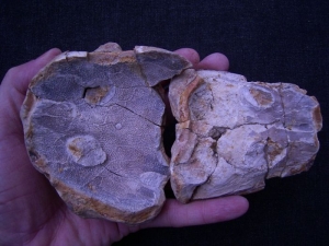 Amphibienschädel aus der Trias