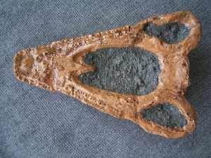 Benthosuchus Schädel-Reproduktion