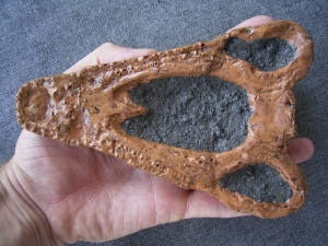 Benthosuchus Schädel-Reproduktion