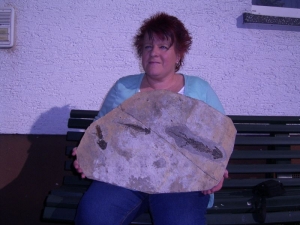 Discosauriscus, drei auf einer Platte