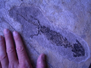 Discosauriscus, drei auf einer Platte