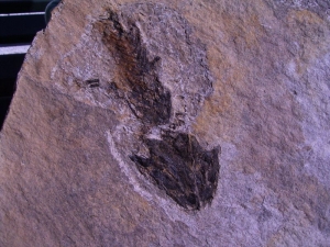 Discosauriscus, drei auf einer Platte