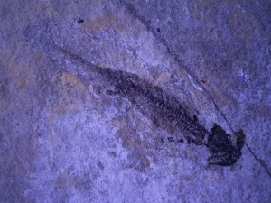 Discosauriscus, drei auf einer Platte