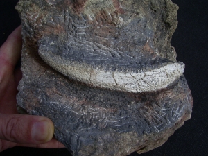 Trimerorhachis Jaw