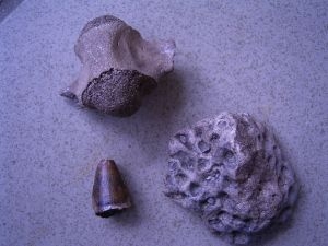 Alligator Vertebra, skute and tooth