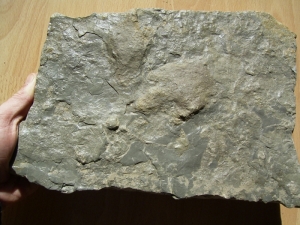 Zwei Fußabdrücke von Atreipus