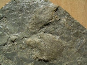 Zwei Fußabdrücke von Atreipus