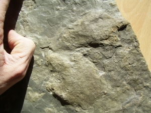 Zwei Fußabdrücke von Atreipus