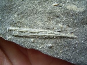 Hybodus ahark spine, triassic