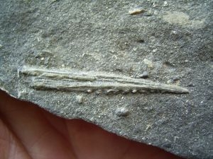 Hybodus Hai-Stachel aus der Trias