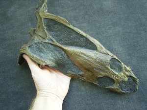 Nothosaur skull cast