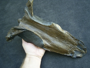 Nothosaur skull cast