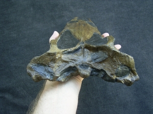 Nothosaur skull cast