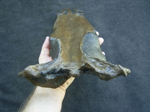 Nothosaur skull cast