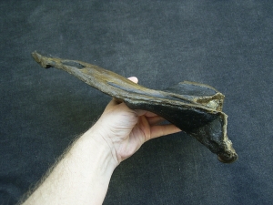 Nothosaur skull cast