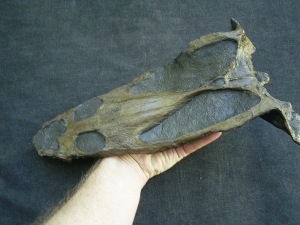 Nothosaur skull cast
