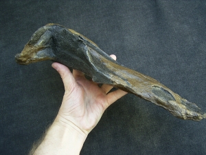 Nothosaur skull cast