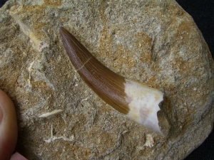 Plesiosaur tooth, Moroc # 1