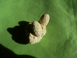 2 Schlangen-Eier auf Matrix