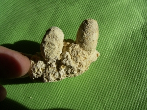 2 Schlangen-Eier auf Matrix