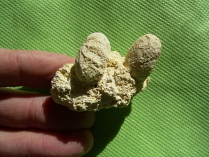 2 Schlangen-Eier auf Matrix