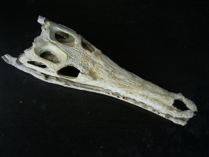 Krokodilschädel aus der Kreidezeit
