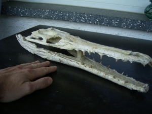 Krokodilschädel aus der Kreidezeit