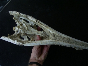 Krokodilschädel aus der Kreidezeit