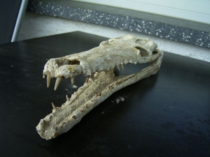 Krokodilschädel aus der Kreidezeit
