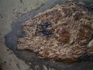Messel Fisch Cyclurus # 3