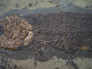 Messel Fisch Cyclurus # 3