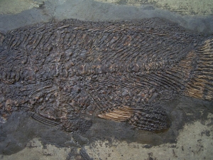 Messel Fisch Cyclurus # 3