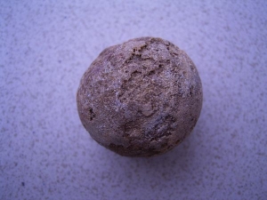 Schildkröten Ei aus Madagaskar