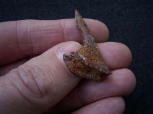 Sägefisch Zahn Onchipristis # 1