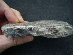 Dinosaurier Knochen Atlasaurus polierte Scheibe