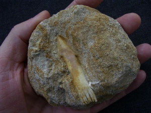 Sägefisch Zahn Oncoprestus aus den Phosphatminen