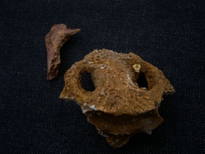 Krokodil Schädelteil und Unterkiefer