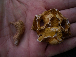 Krokodil Schädelteil und Unterkiefer