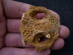 Krokodil Schädelteil und Unterkiefer