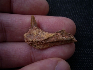 Krokodil Schädelteil und Unterkiefer