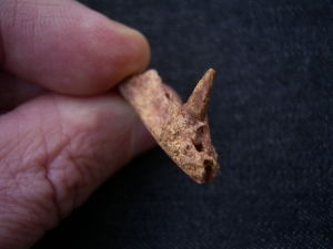 Krokodil Schädelteil und Unterkiefer