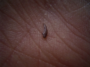 Preondactylus Seltener Zahn vom Flugsaurier aus der Trias