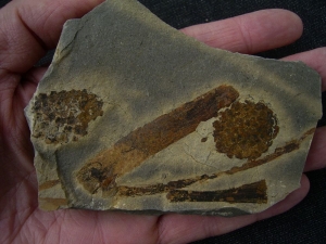 Blütenstand aus dem Keuper # 1